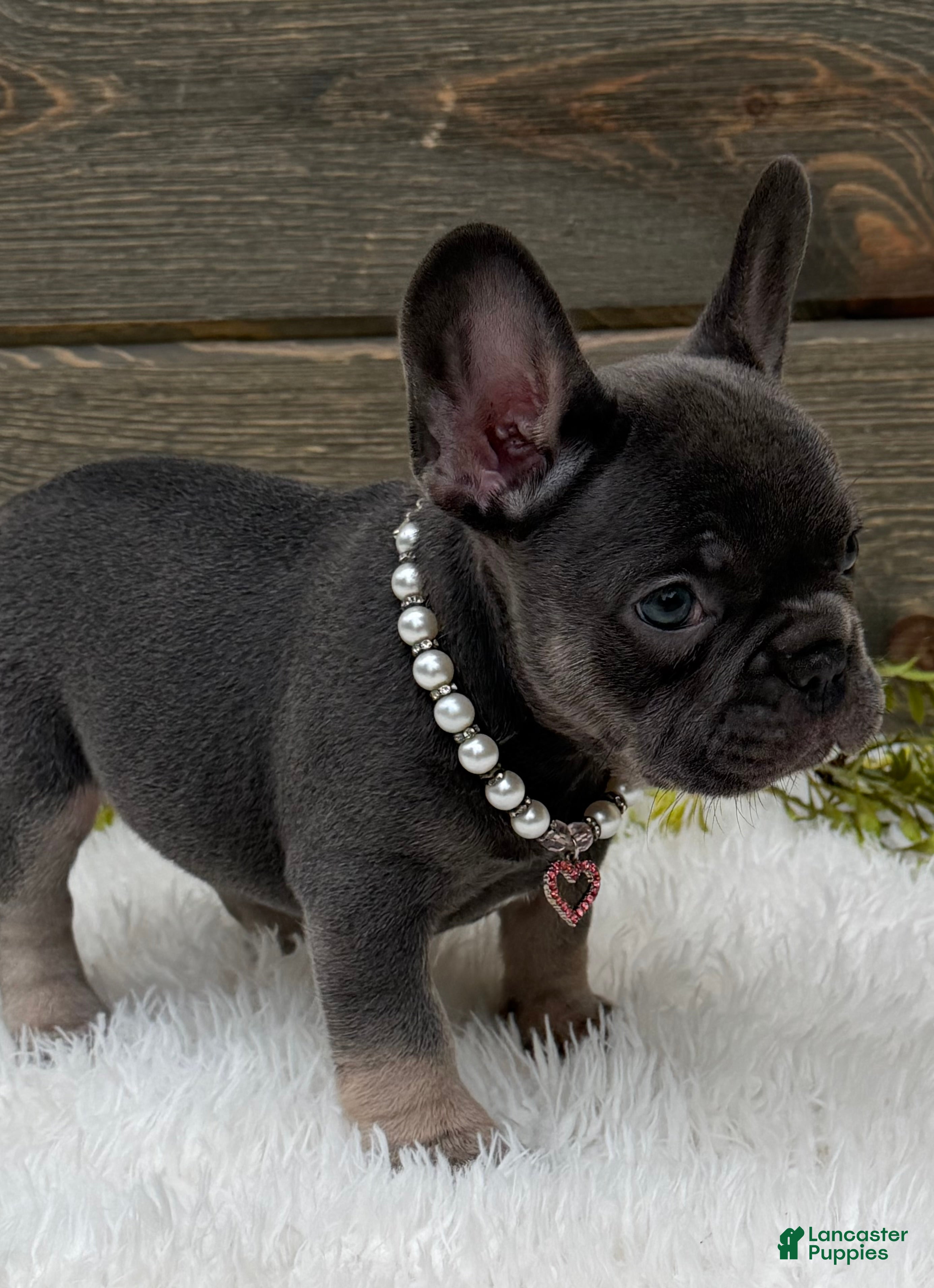 French Bulldog dogs for sale: Bella - Ad 2