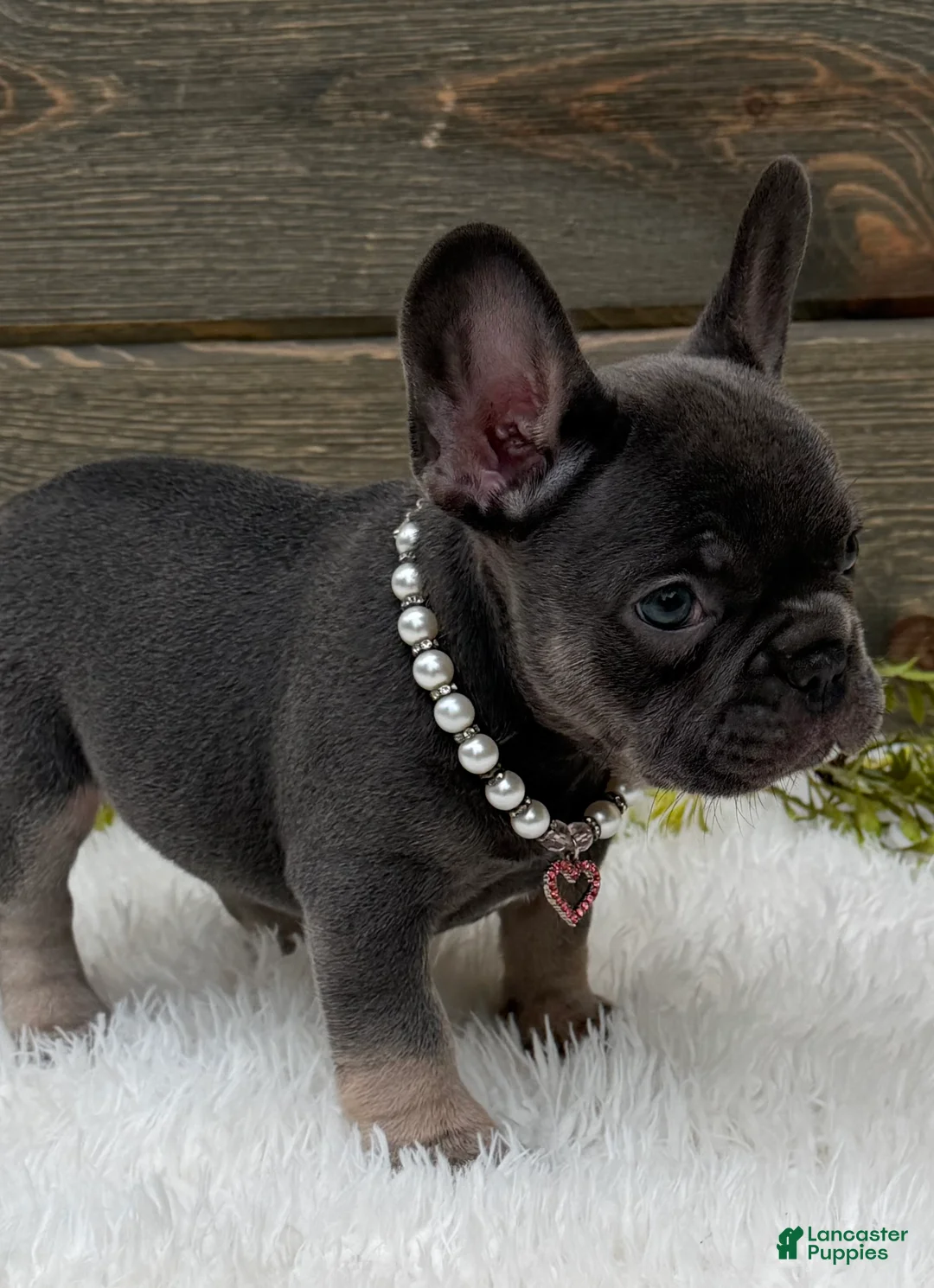 French Bulldog dogs for sale: Bella - Ad 1