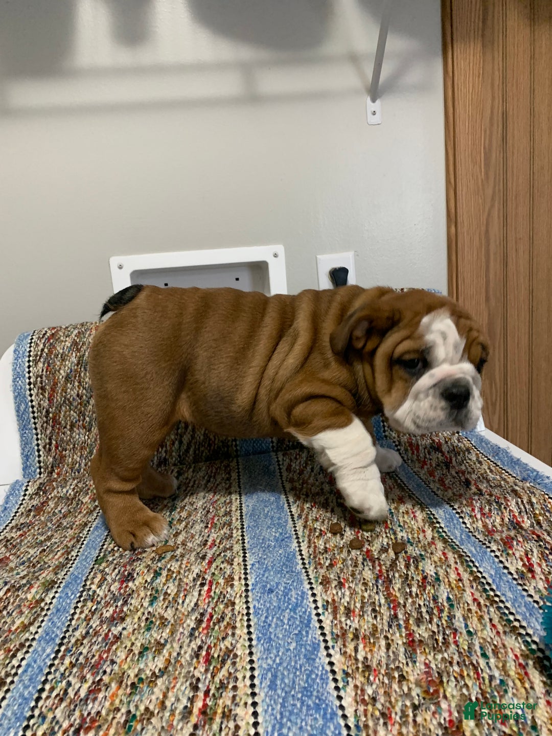 Mixed Breed dogs for sale: Mixed Breed Puppy 2 - Ad 4