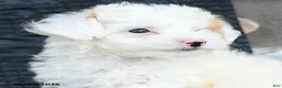 Maltipoo dogs for sale: Dewy - Ad 4