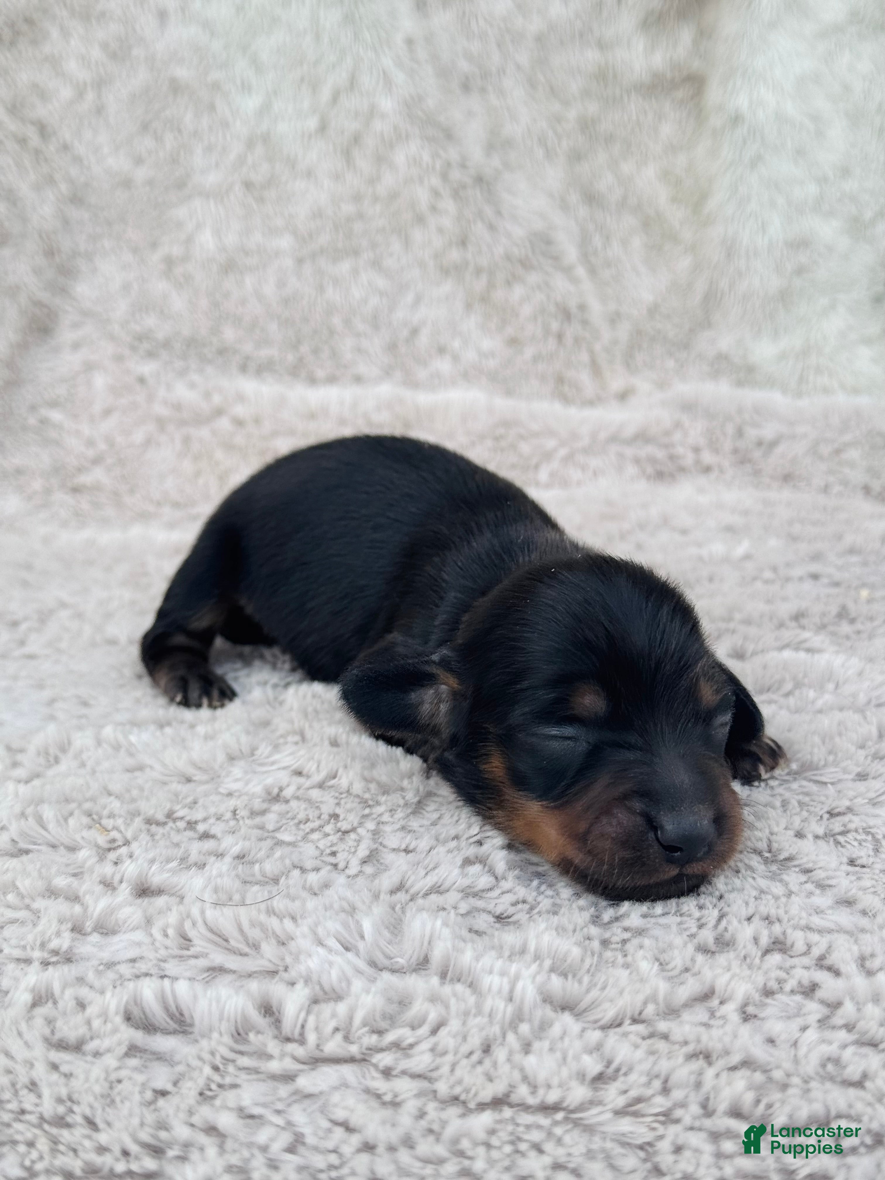 Miniature Dachshund dogs AKC Longhair Black & Tan Mini Dachshund Girl - Ad 12