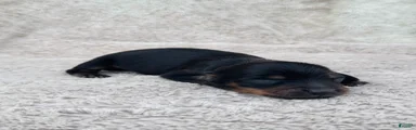 AKC Longhair Black & Tan Mini Dachshund Girl