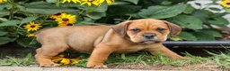 Beabull dogs for sale: Arthur - Ad 9
