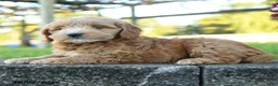 Mini Goldendoodle dogs for sale: Camelot - Ad 4
