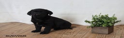 Labrador Retriever dogs for sale: Peppy - Ad 1