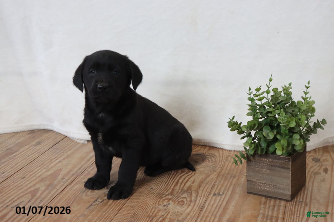 Labrador Retriever dogs for sale: Peppy - Ad 1