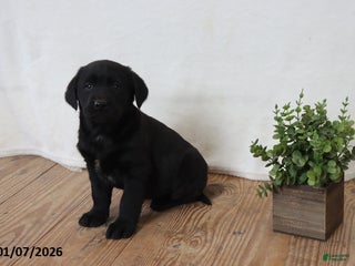 Labrador Retriever dogs Peppy - Ad 41