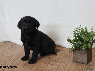Labrador Retriever dogs Peppy - Ad 20