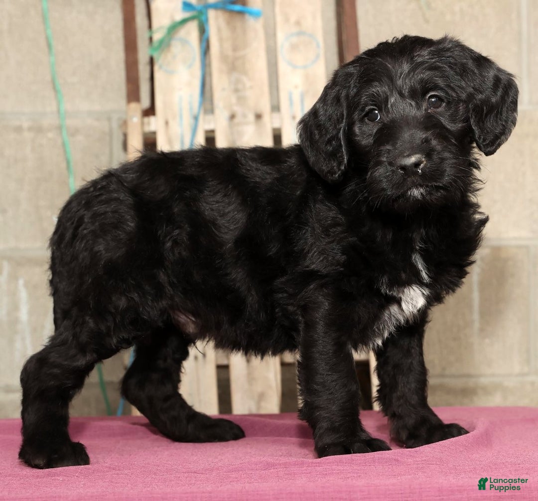 Labradoodle dogs for sale: Rover - Ad 4