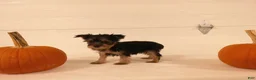 Yorkshire Terrier dogs for sale: Abby  - Ad 6