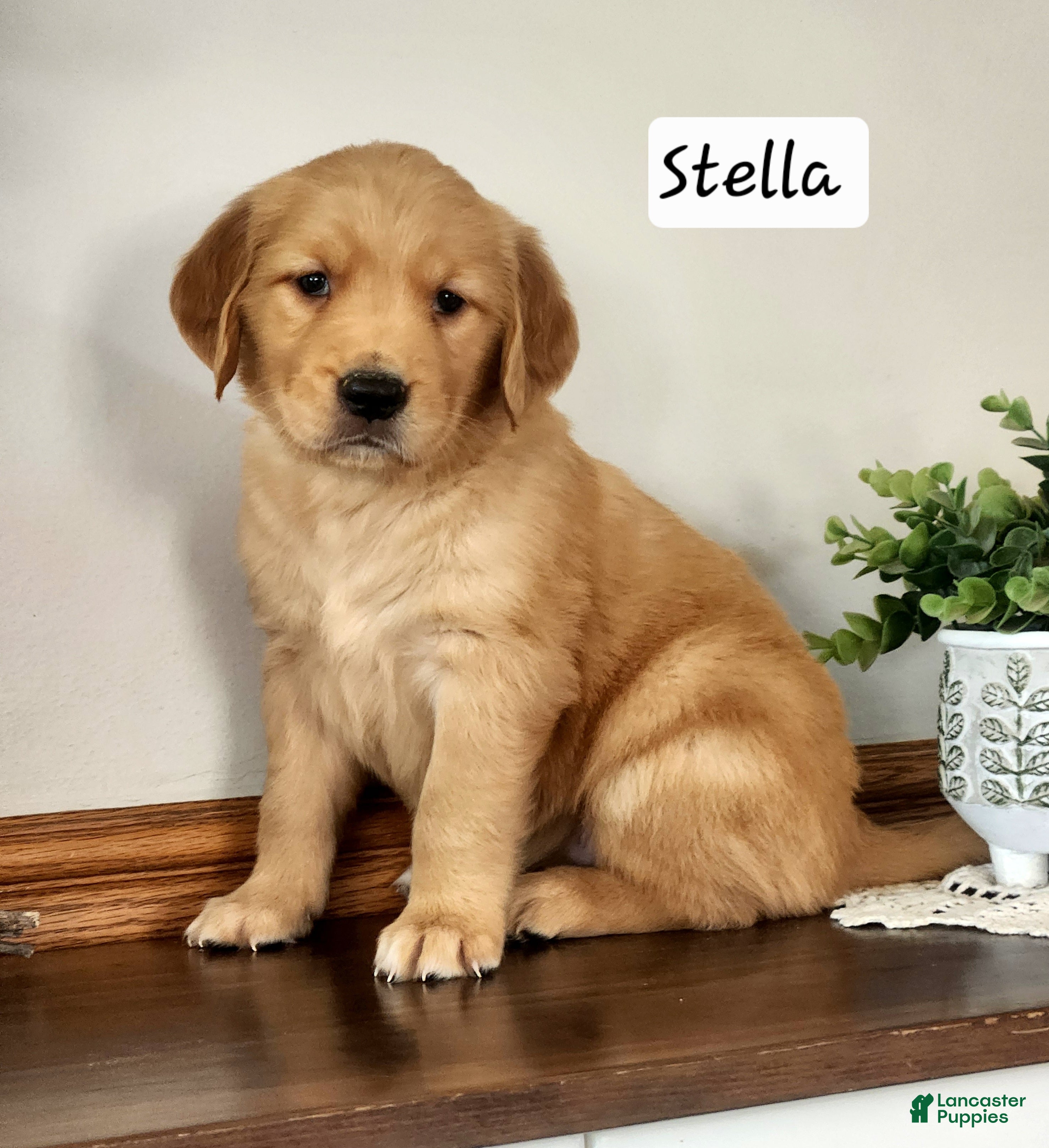 Golden Retriever dogs Stella - Ad 1
