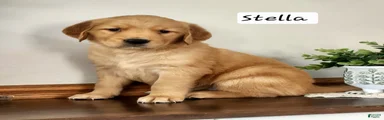 Stella