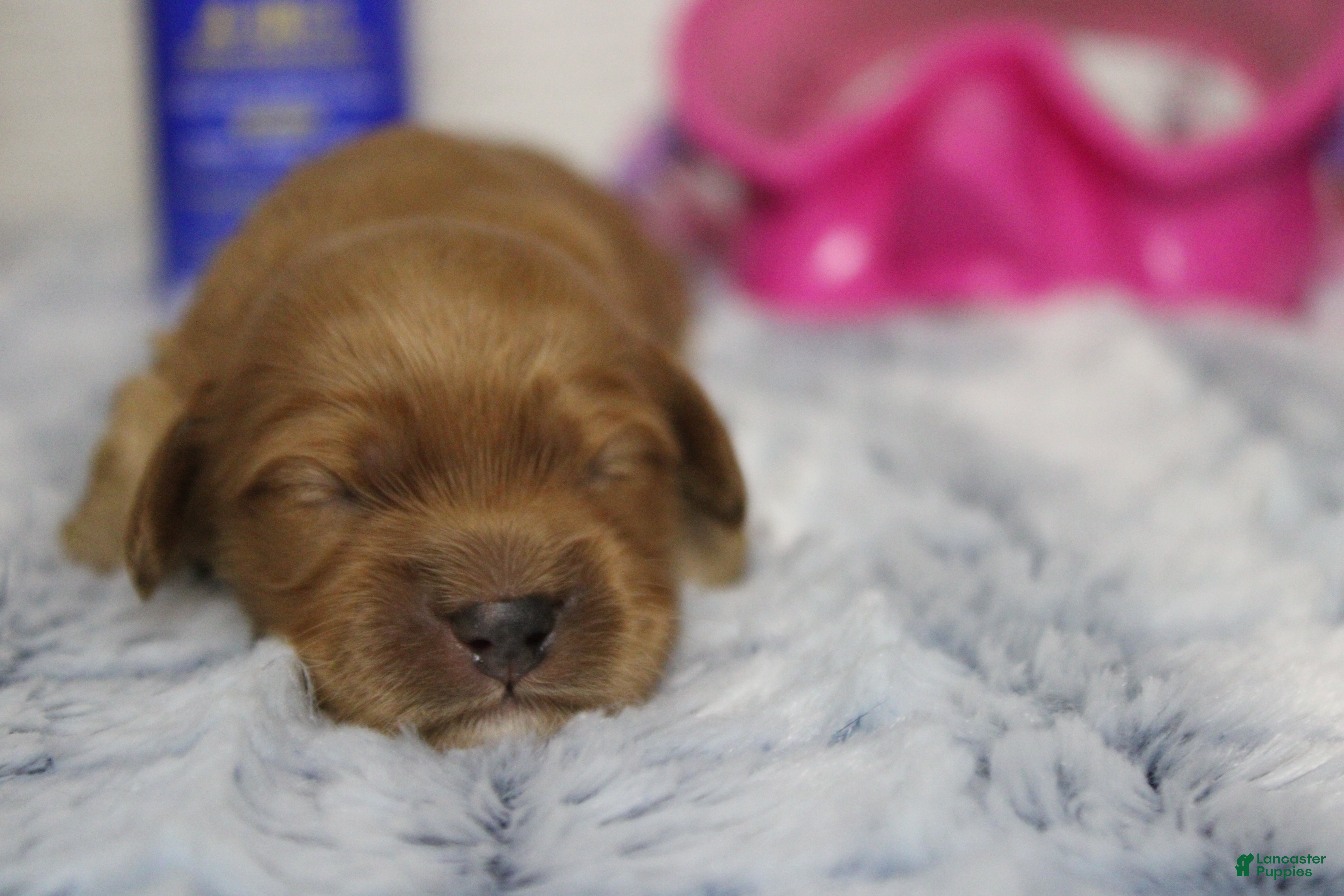 Cockapoo dogs Katie - Ad 33