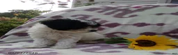 Miniature Poodle dogs for sale: Rainbow - Ad 4