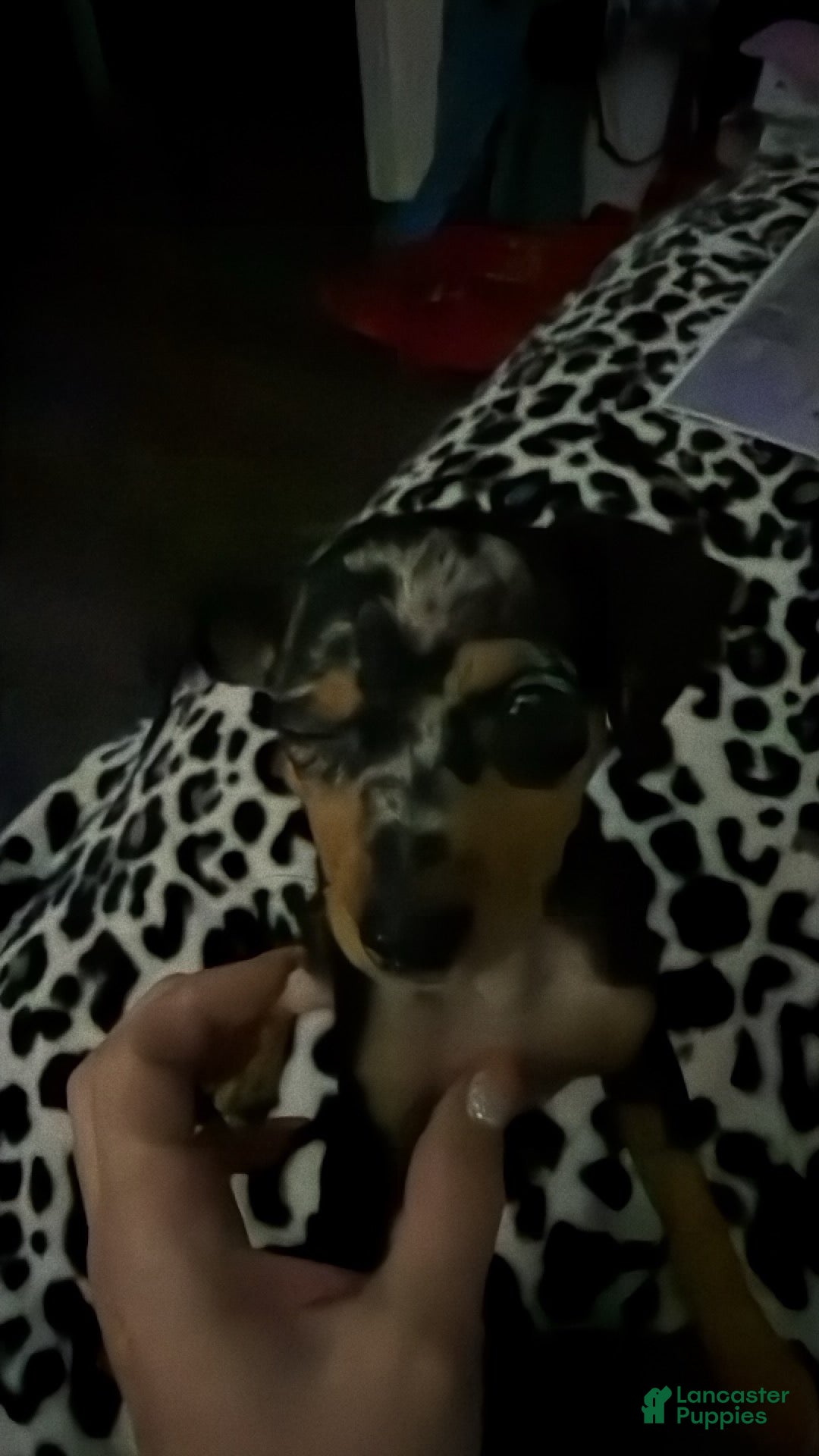 Miniature Pinscher dogs Miniature Pinscher Puppy 5 - Ad 26