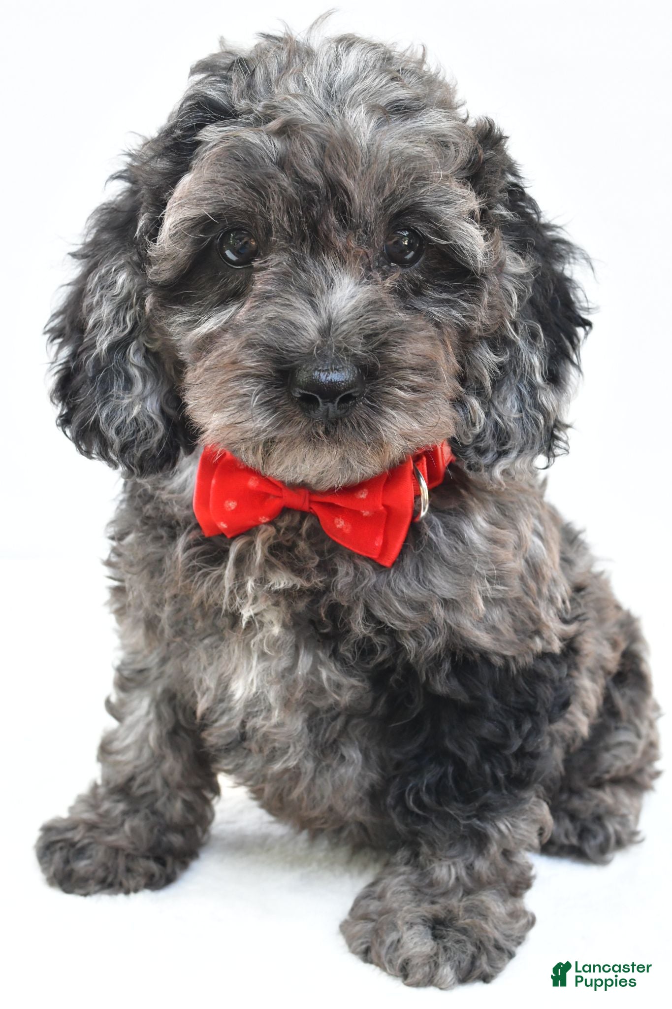 Cockapoo dogs Orsan - Ad 2