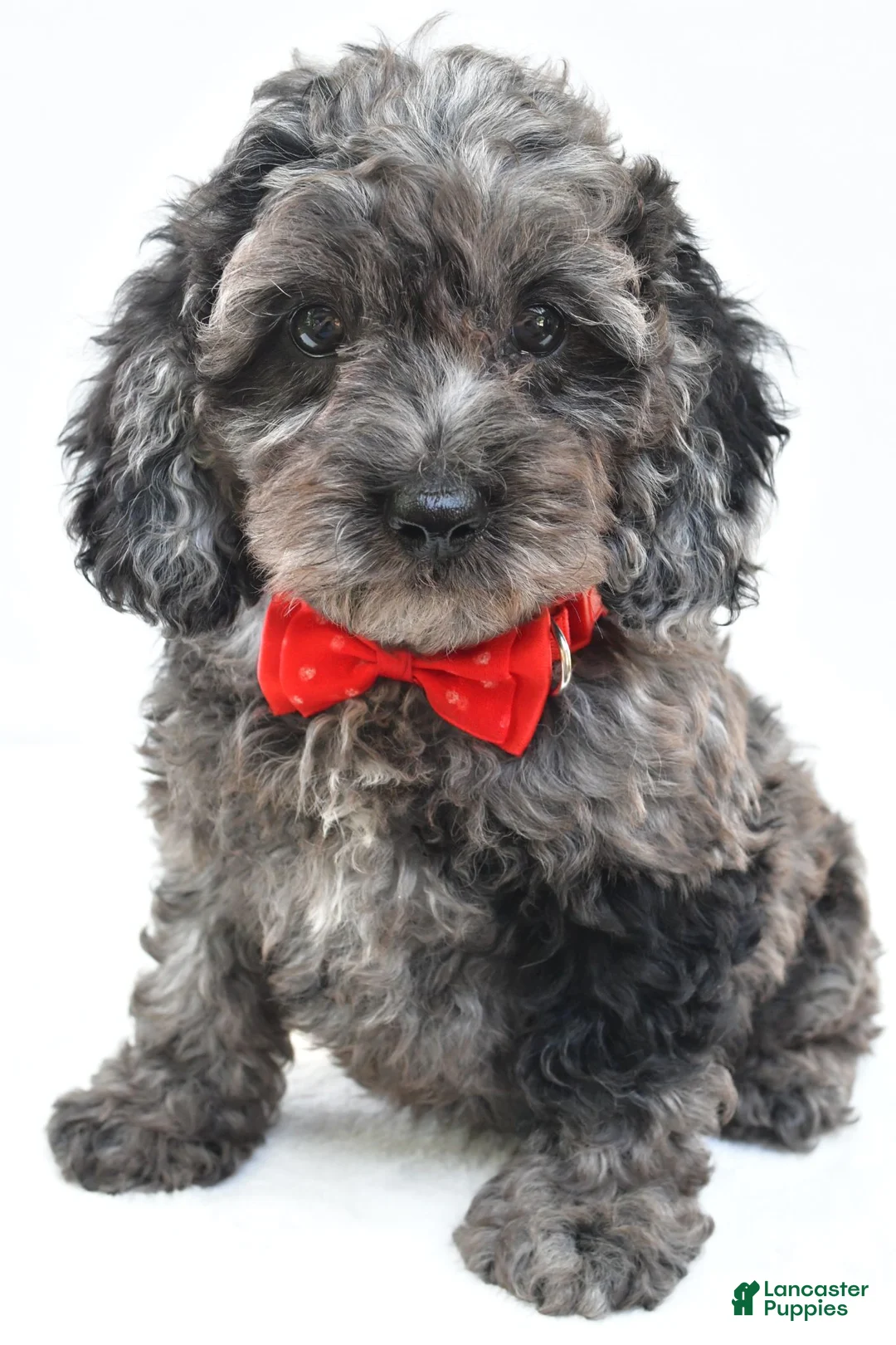 Cockapoo dogs for sale: Orsan - Ad 2