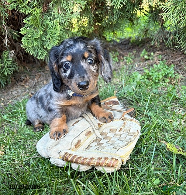 Dachshund dogs for sale: Presley - Ad 1