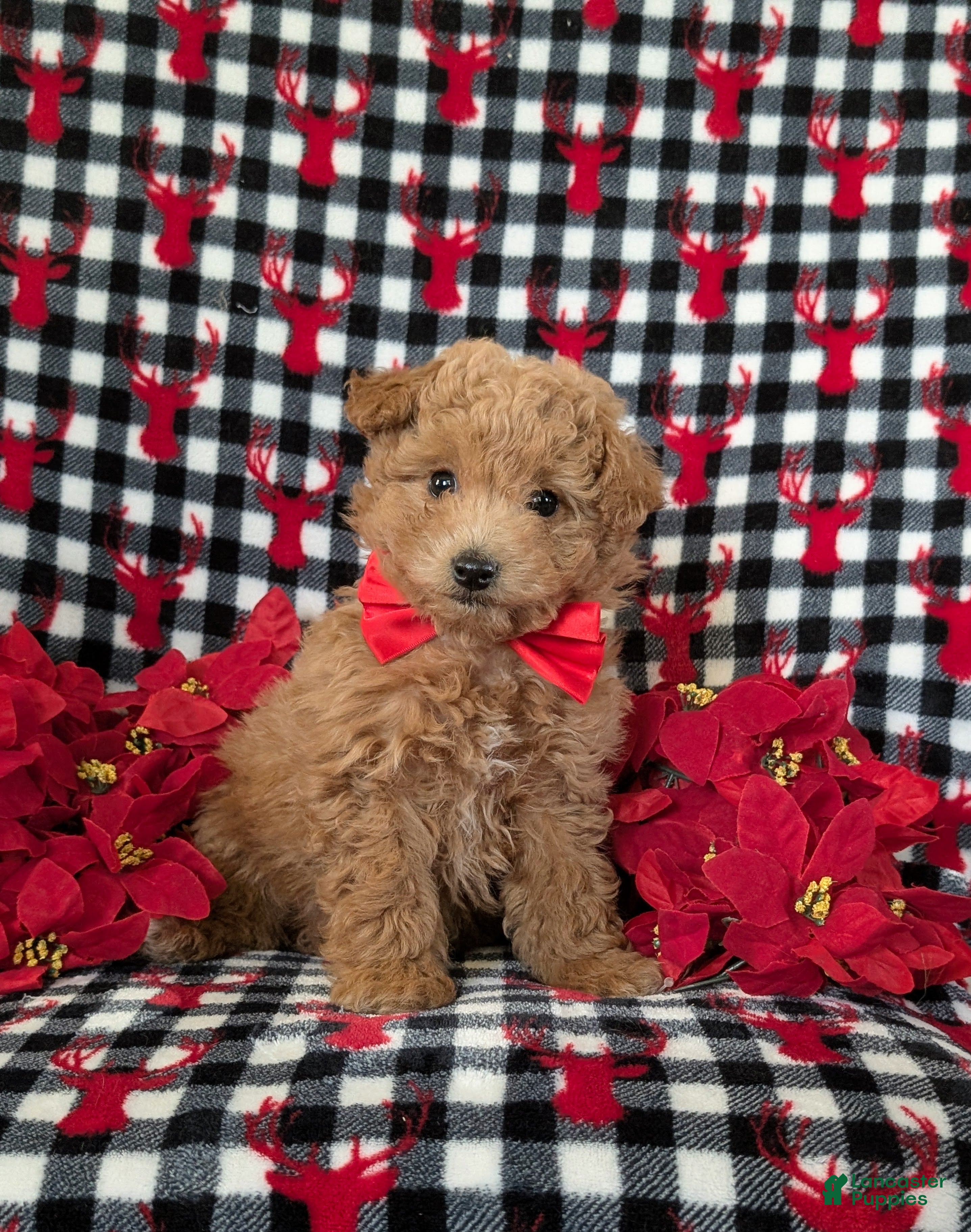Bichpoo dogs Truman 9 lbs full grown - Ad 33