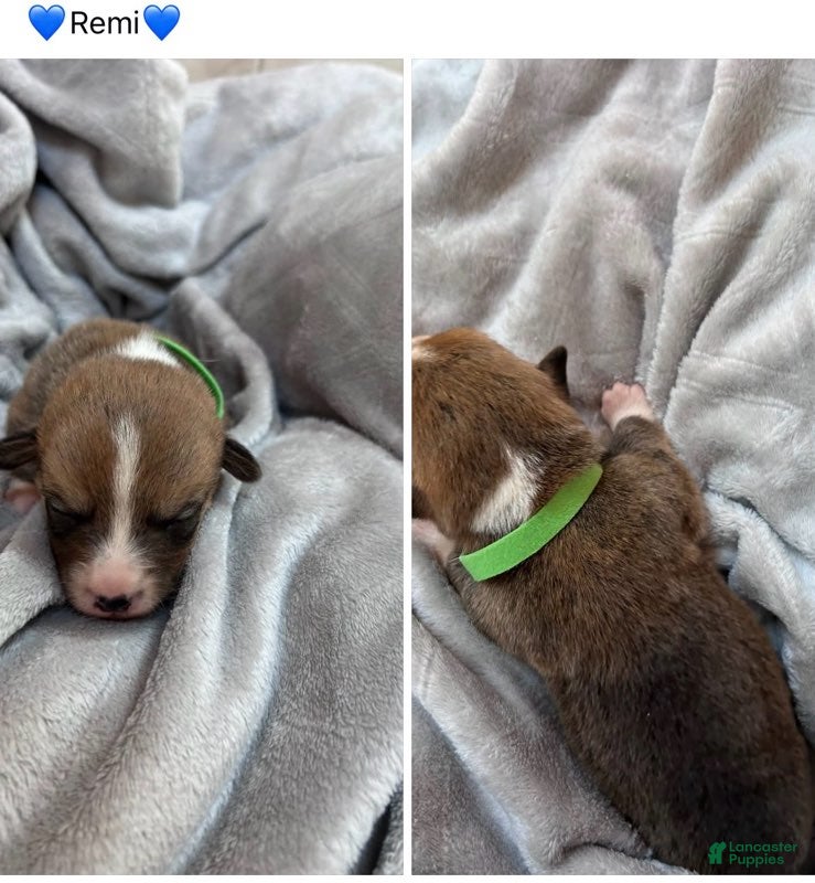 Mixed Breed dogs for sale: Remi_Male - Ad 1