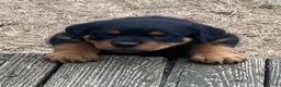 Rottweiler dogs for sale: Poseidon - Ad 36