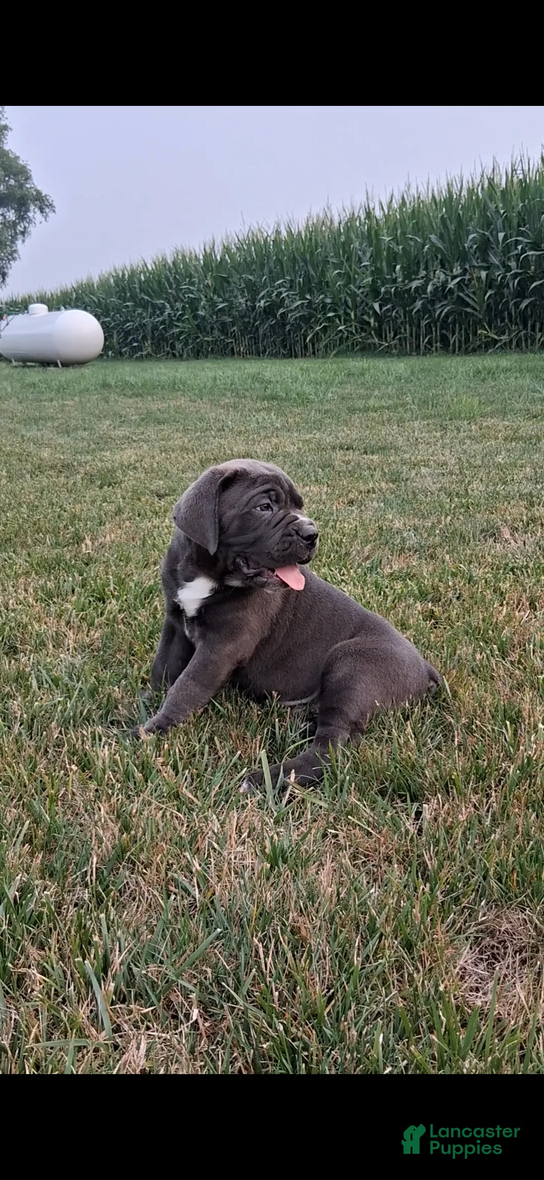 Cane Corso dogs for sale: Chan - Ad 2