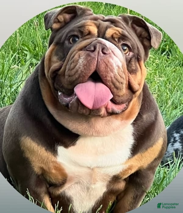 English Bulldog dogs Dior - Ad 3