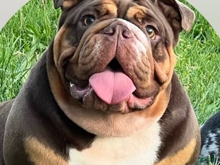 English Bulldog dogs Dior - Ad 3