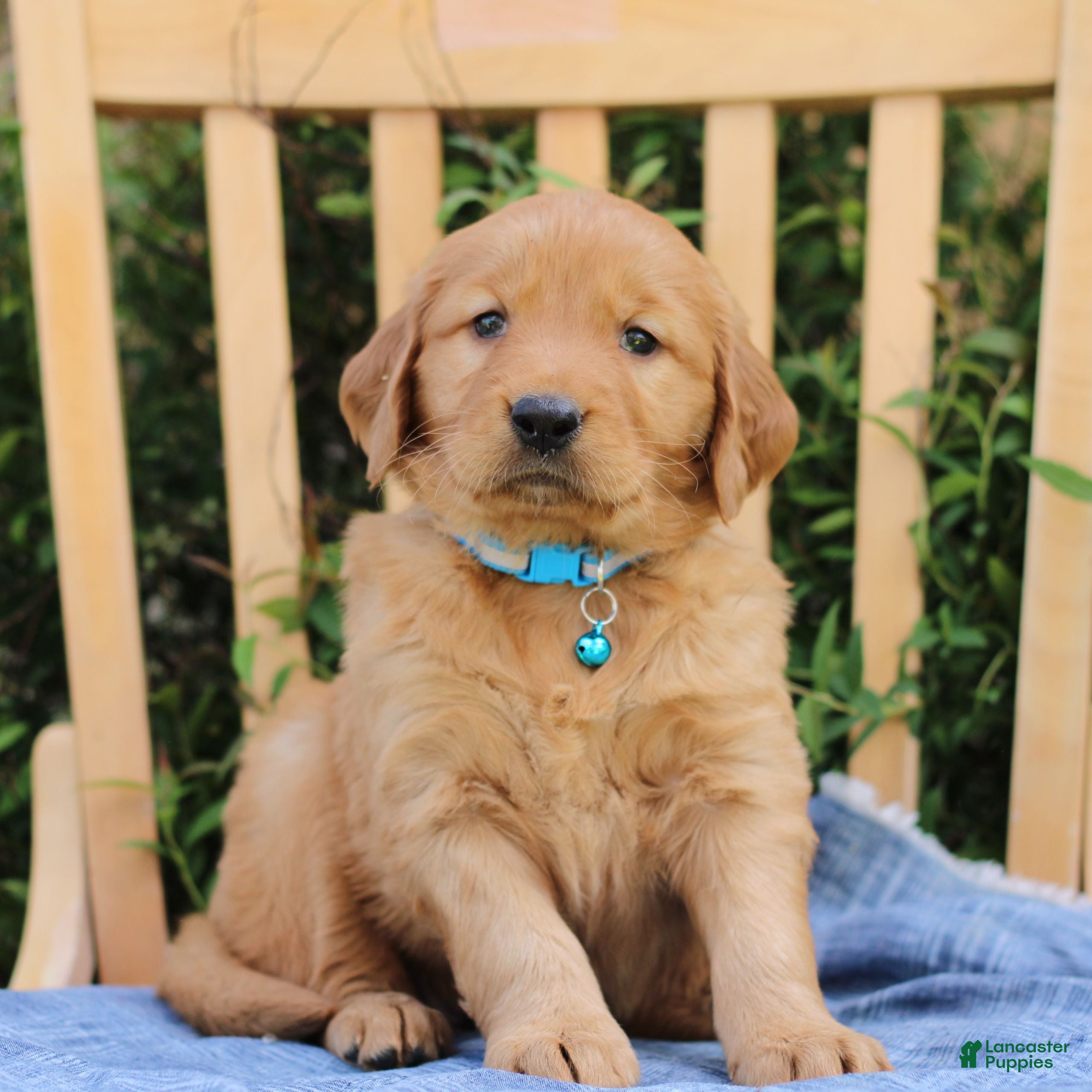 Mixed Breed dogs for sale: Sawyer  - Ad 4