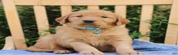 Mixed Breed dogs for sale: Sawyer  - Ad 1