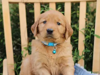 Mixed Breed dogs for sale: Sawyer - Ad 4
