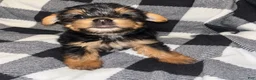 Yorkshire Terrier dogs for sale: Darla  - Ad 2