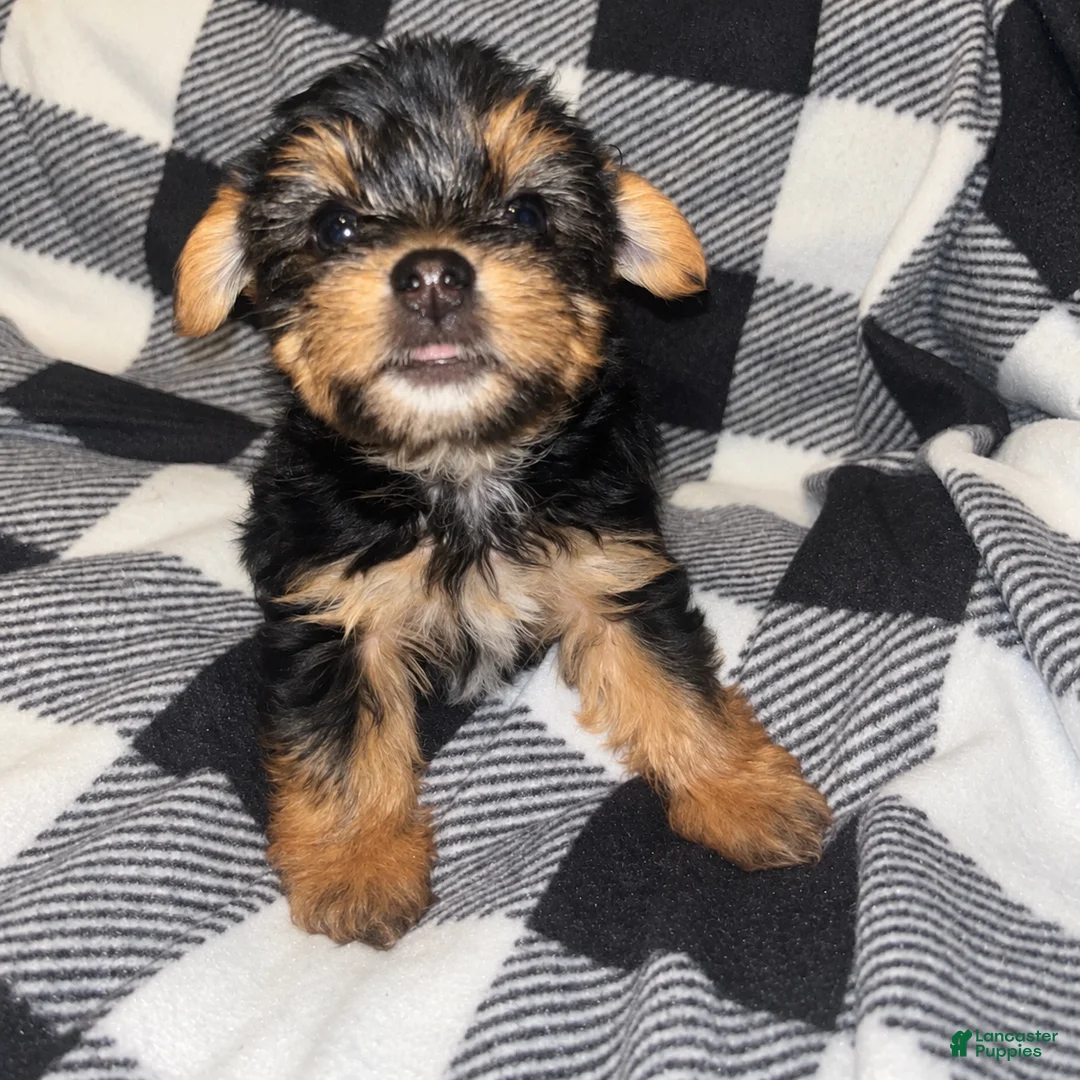 Yorkshire Terrier dogs for sale: Darla  - Ad 2