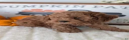 Miniature Poodle dogs for sale: Harper - Ad 4