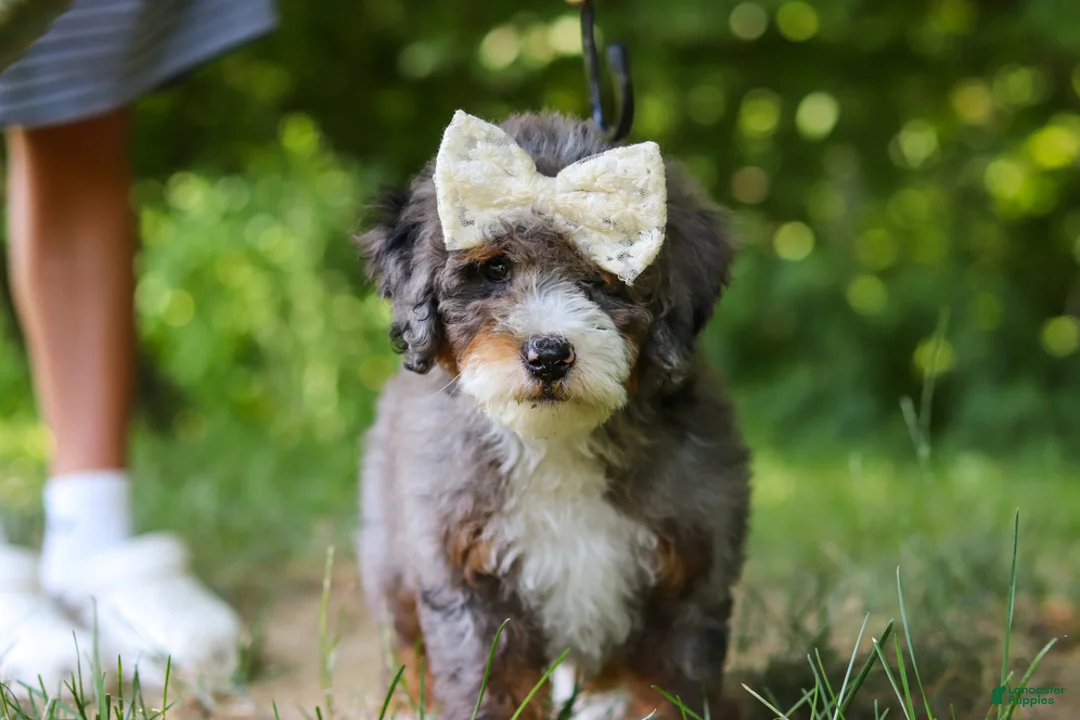 Mini Bernedoodle dogs for sale: Poppy - Ad 2