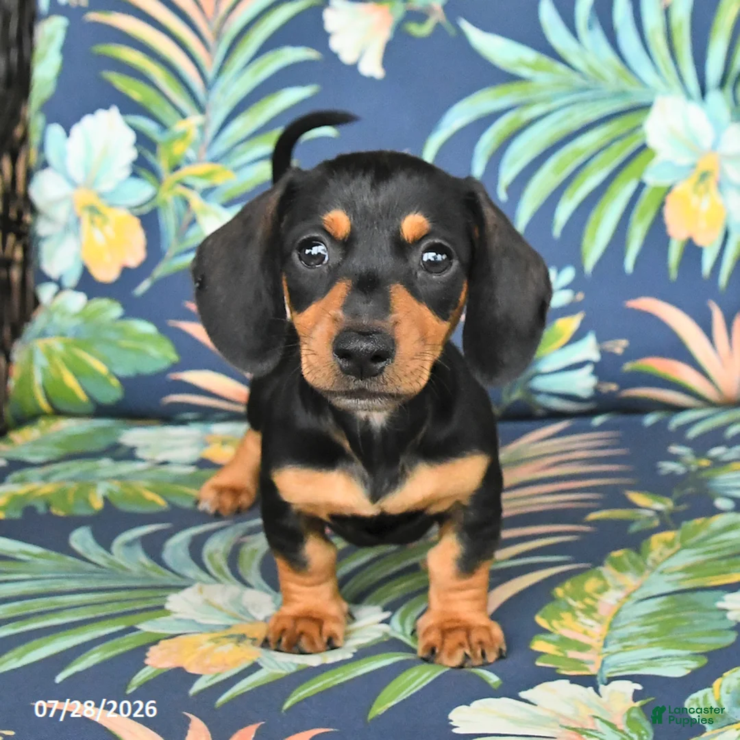 Miniature Dachshund dogs for sale: June - Ad 1