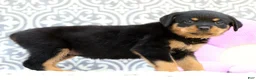 Rottweiler dogs for sale: Sugar - Ad 4