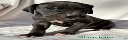Great Dane dogs for sale: Shadow  - Ad 9