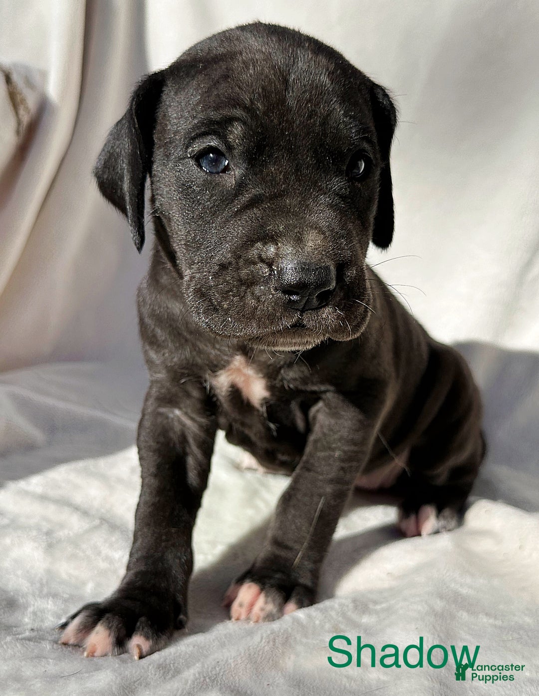 Great Dane dogs for sale: Shadow  - Ad 9
