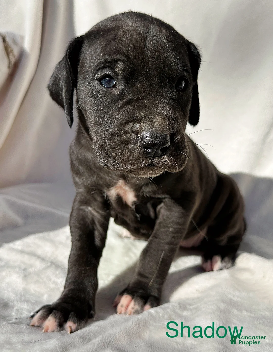 Great Dane dogs for sale: Shadow  - Ad 11