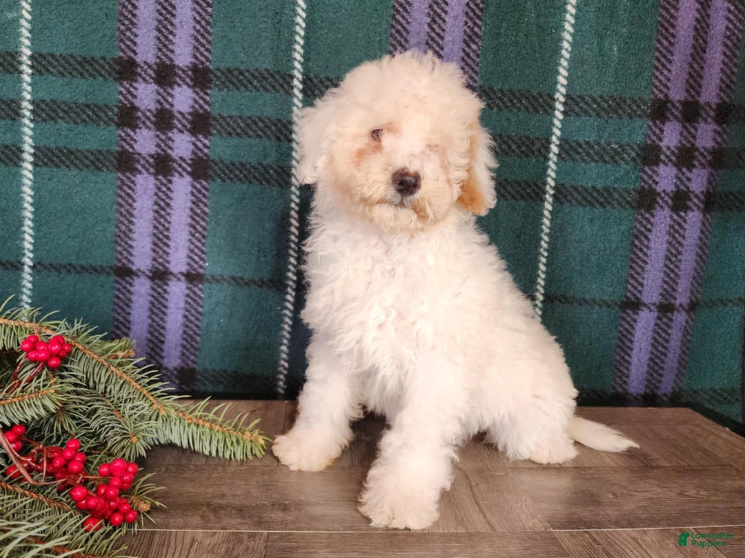 Mini Bernedoodle dogs for sale: Rudolph - Ad 5