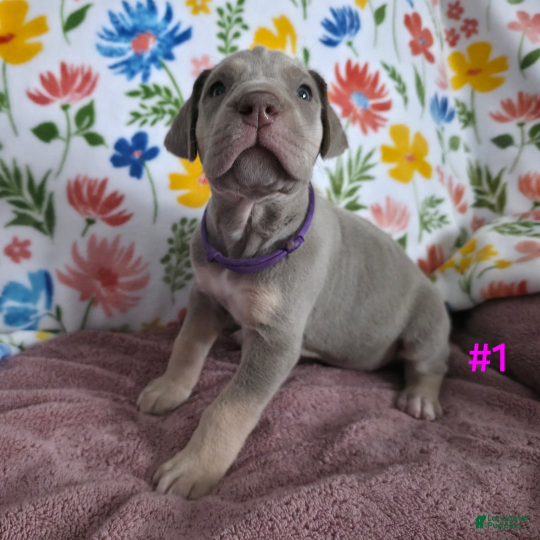 Great Dane dogs for sale: Great Dane Puppy 1 - Ad 7