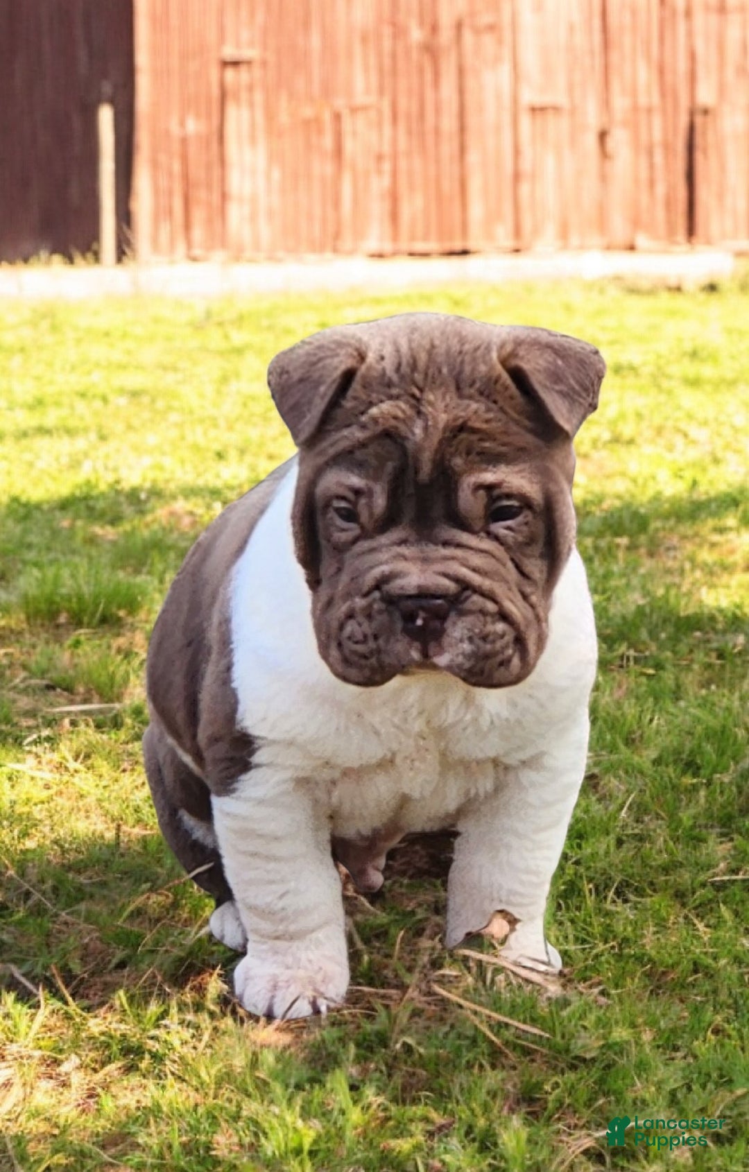 Shar Pei dogs for sale: Jester chocolate mini  - Ad 9