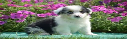 Welsh Corgi Pembroke dogs for sale: Jacob - Ad 5