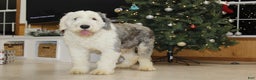 Old English Sheepdog dogs for sale: AKC Misty - Ad 6