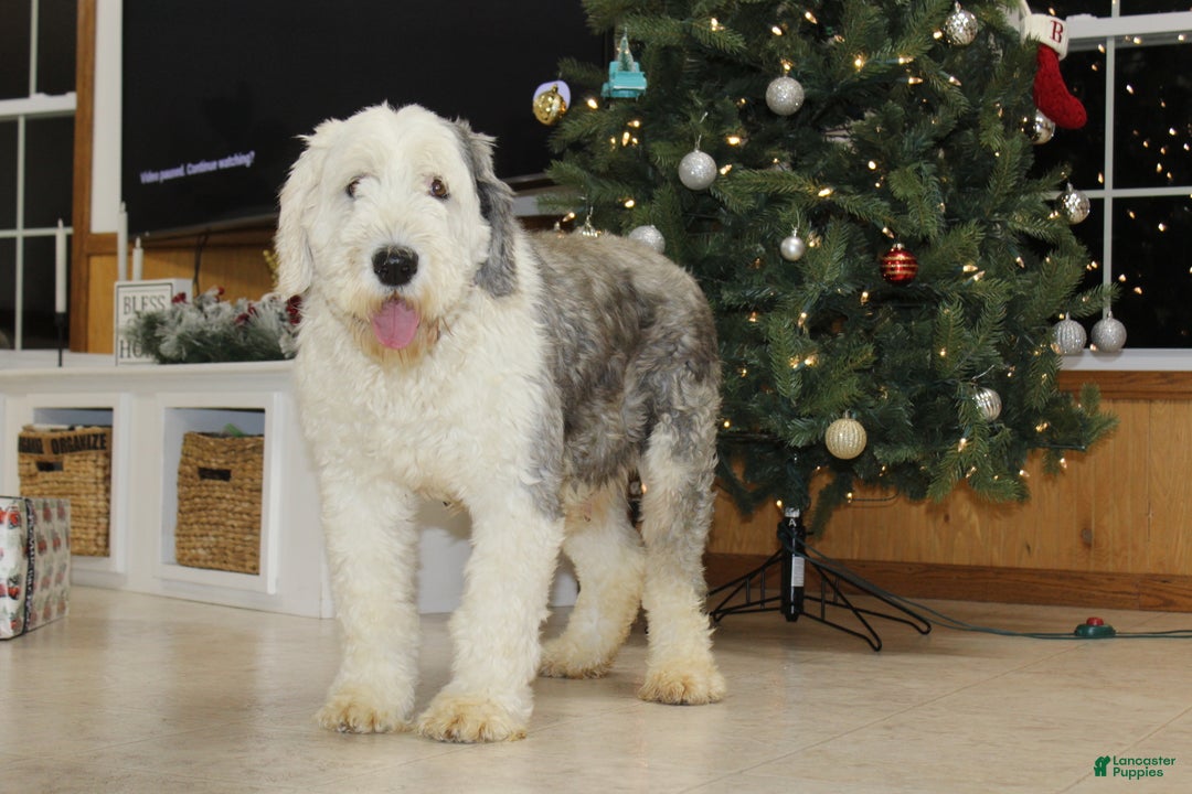 Old English Sheepdog dogs for sale: AKC Misty - Ad 6