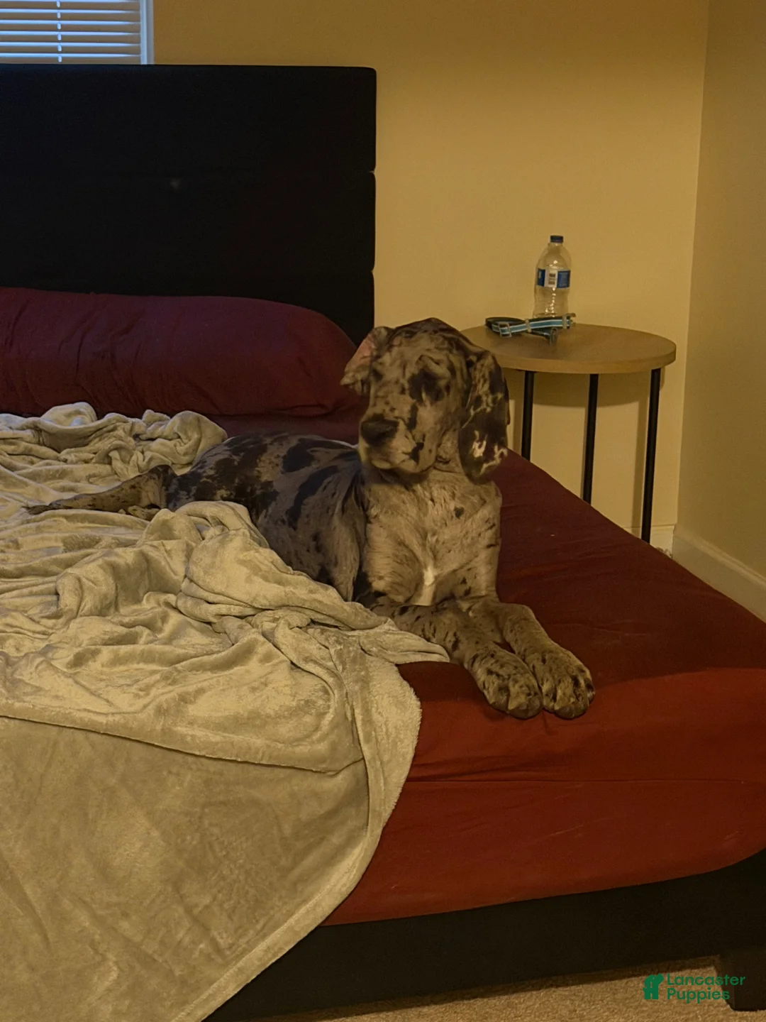 Great Dane dogs for sale: Lily (Great Dane Puppy) - Ad 2