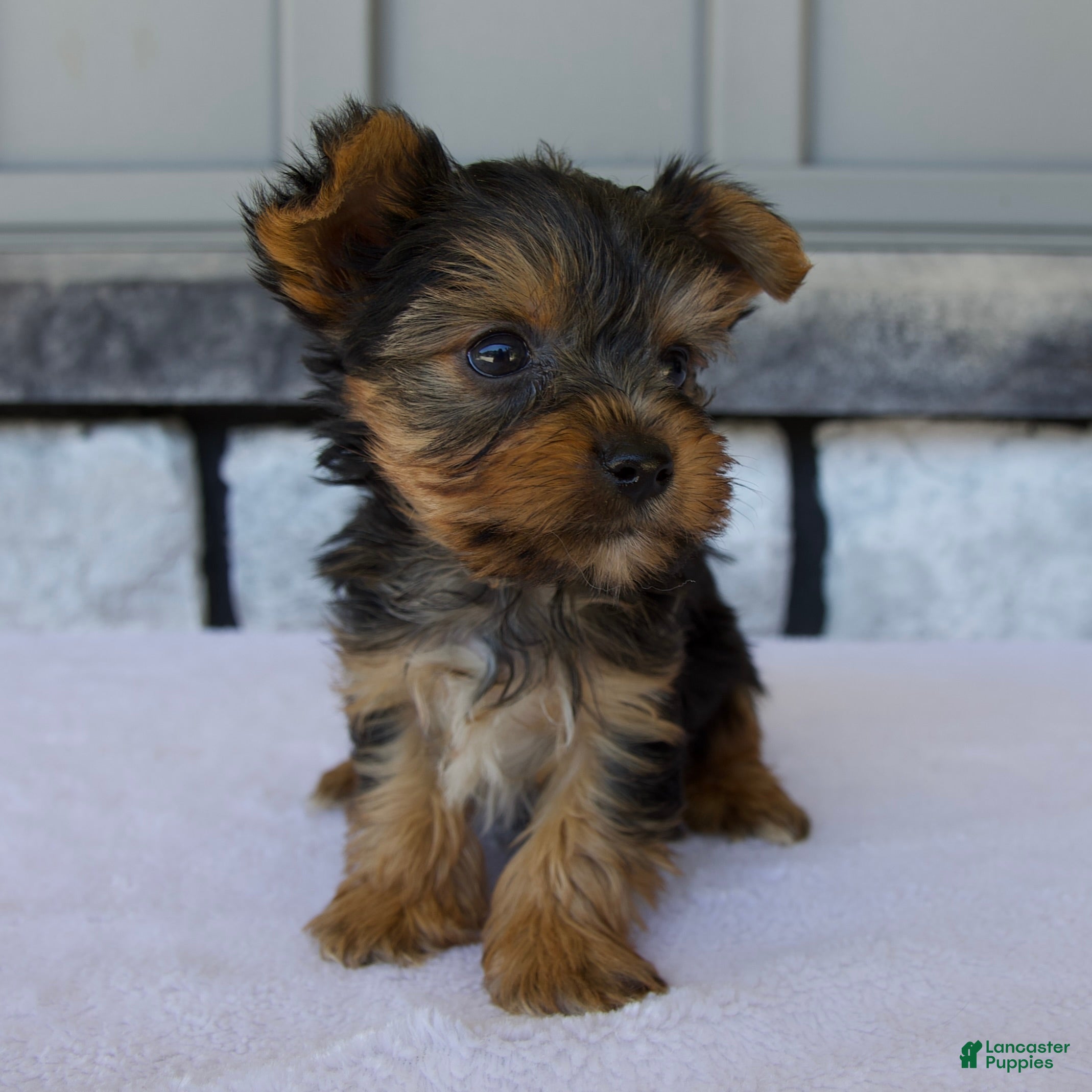 Yorkshire Terrier dogs Porter - Ad 2