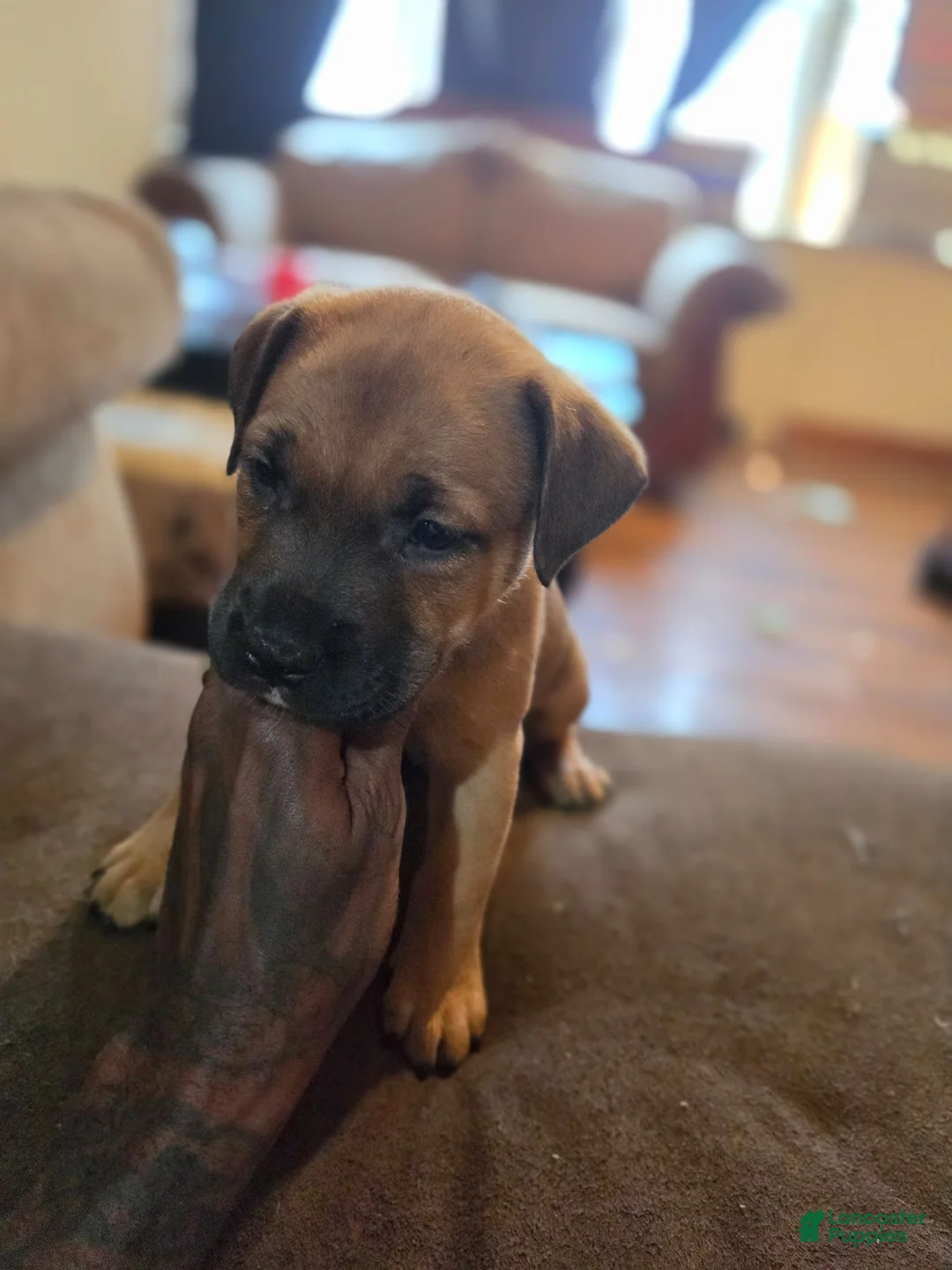 Mixed Breed dogs for sale: Bear - Ad 2