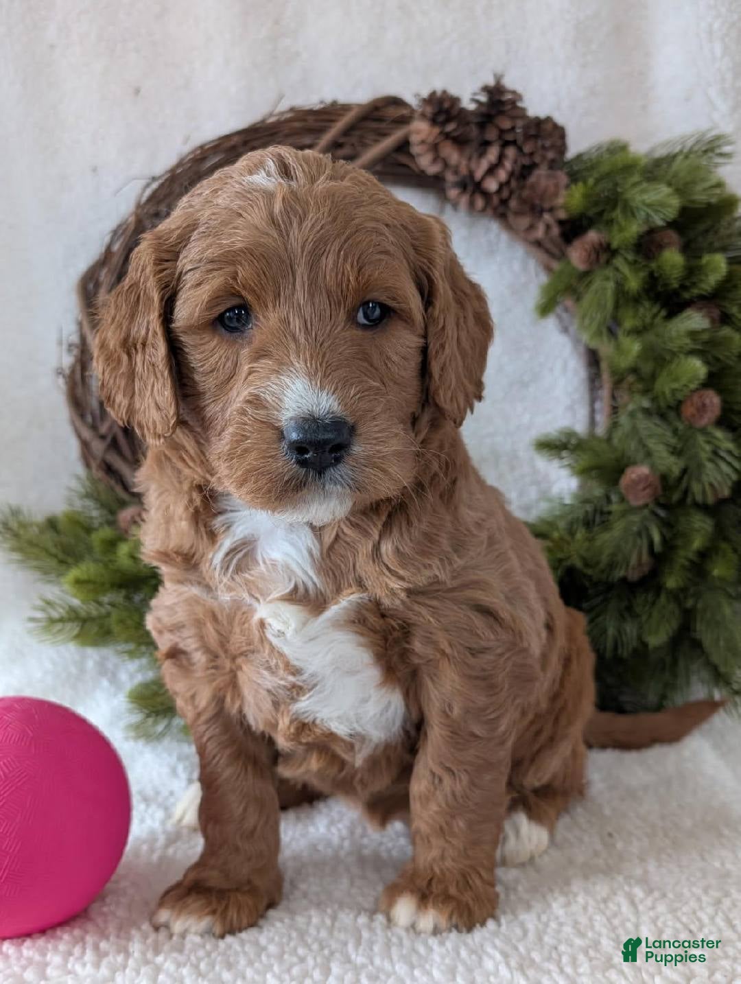 Gallery Image {{count}}